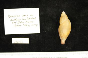 Media type: image; Malacology 202073   Aspect: dorsal